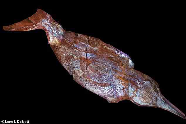 Um die Ichthyosaurier zu analysieren, entnahmen die Forscher Proben des Weichgewebes und betrachteten es mit Röntgenkristallographie und einem Rasterelektronenmikroskop, während UV-Licht (im Bild) verwendet wurde, um die Form der Knochen zu untersuchen