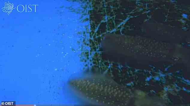 Während sie ihren Tank säuberten, um Algen zu entfernen, beobachteten die Forscher versehentlich, dass der Tintenfisch seine Farbe änderte
