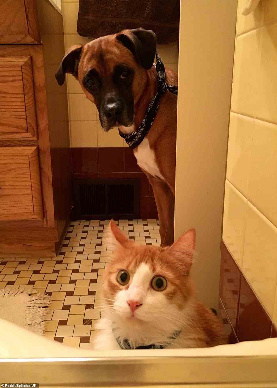 Hier gab es keine Kämpfe wie Katz und Hund, als dieses pelzige Paar beschloss, in das Badezimmer einzudringen, um zu sehen, was los war.