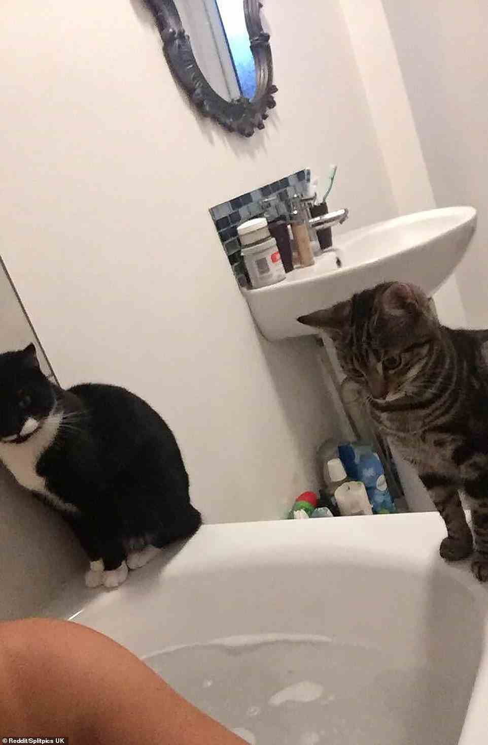 Diese Kätzchen schauen ziemlich ratlos auf das Badewasser vor ihnen – ganz zu schweigen von dem nassen Menschen, der das Foto macht!
