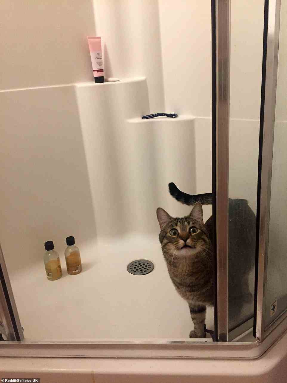 Was für ein Schock!  Nun, das bekommst du, wenn du in ein Badezimmer gehst, in das du nicht eingeladen wurdest, kleine Katze!