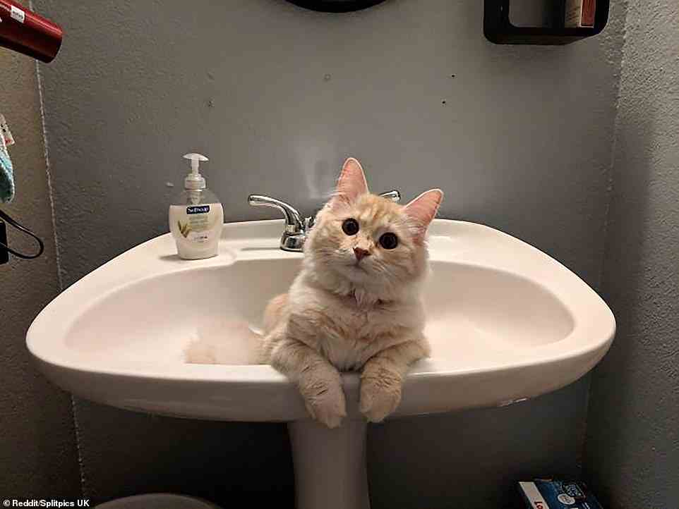 Wo schaust du hin?  Diese Katze ist noch nie in das Badezimmer eines Menschen gewandert, im Gegenteil.