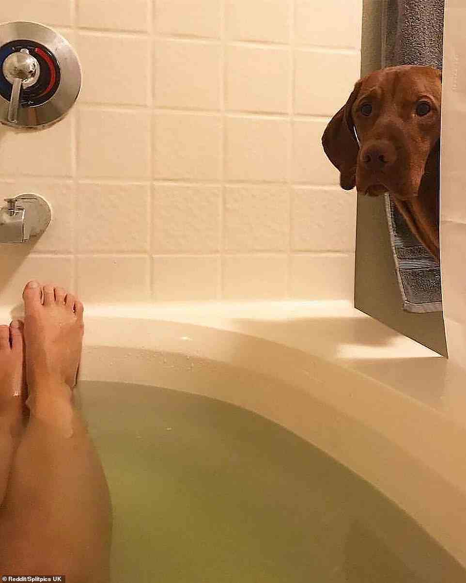 Mama, mir ist langweilig!  Dieser einsame Welpe braucht etwas Unterhaltung, und nein, er kann nicht bis zum Ende des Bades warten.