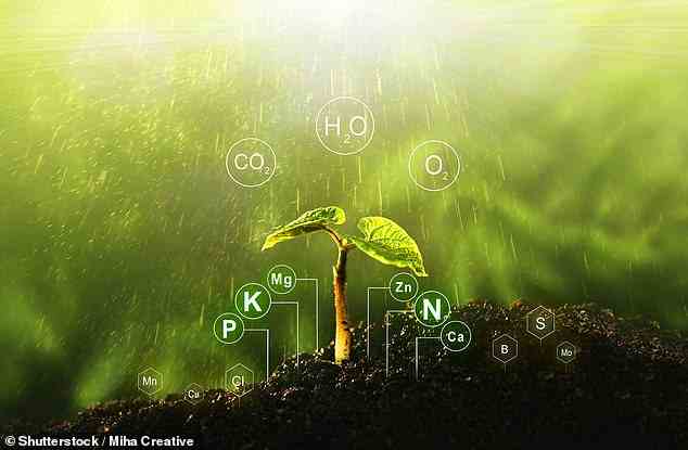 Die sinkende Verfügbarkeit von Stickstoff schränkt wahrscheinlich auch die Fähigkeit von Pflanzen ein, Kohlendioxid aus der Atmosphäre zu entfernen