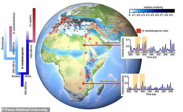 Homo erectus adapted to a wide range of environments – from rainforests to semi-deserts – while Homo ergaster preferred drier Savannah-type conditions. Homo heidelbergensis also liked the Savannah, grassland and, after moving into Eurasia, temperate and boreal forests