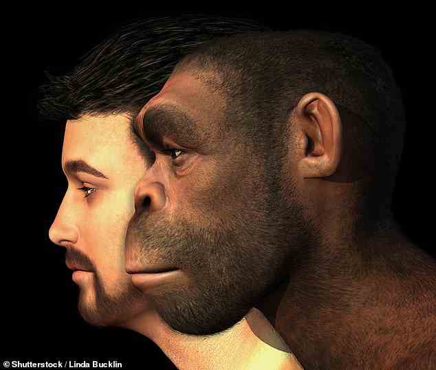This 3D rendered digital painting shows an example of a modern human and a Homo Erectus man side-by-side. Experts now believe Homo erectus were the longest surviving humanoid species (stock image)
