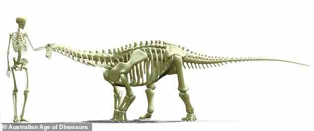Ollie ist die dritte seiner Art, die entdeckt wurde, und der erste juvenile Sauropode, der jemals in Australien gefunden wurde.  Das Bild oben zeigt, wie er im Vergleich zu einem erwachsenen Menschen gewesen wäre