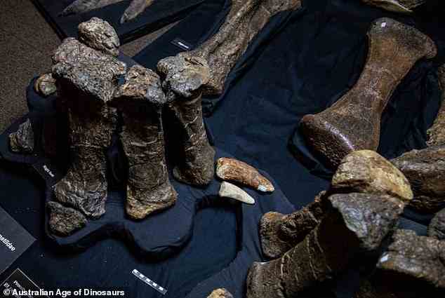 Während der Ausgrabung, die in der Nähe von Winton im Westen von Queensland stattfand, legten Paläontologen Dutzende von Knochen frei – darunter Brustwirbel, Rippen, ein Schulterblatt, einen Oberarmknochen, Oberschenkelknochen und eine Daumenklaue