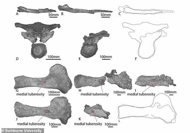 Ollies Knochen (im Bild), die erstmals 2012 gefunden wurden, sind jetzt Teil der Sauropodensammlung des Australian Age of Dinosaurs in Winton
