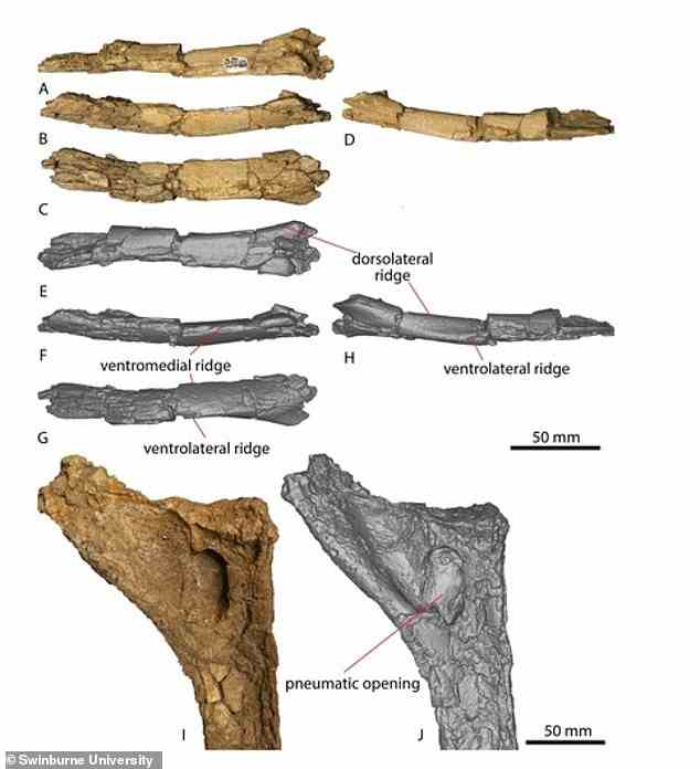 Die Fossilien zeigen, dass die Gliedmaßenknochen des jugendlichen Dinosauriers schneller wuchsen als seine Rücken- und Schulterknochen, was darauf hindeutet, dass sich die Art wie der Mensch mit zunehmendem Alter verändert hätte