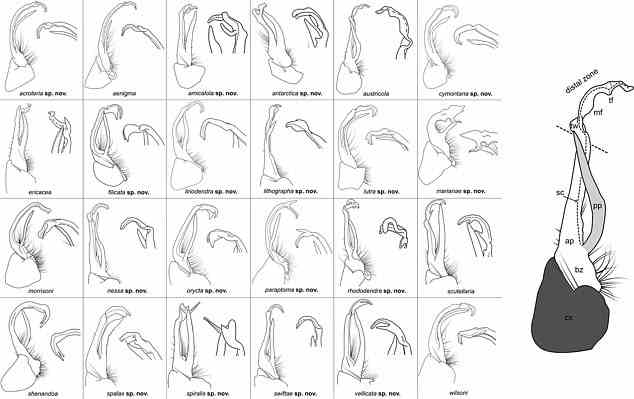 Die 17 neuen Arten sind alle Twisted-Claw-Tausendfüßler.  Abgebildet ist eine Grafik der Krallen der neuen Art neben den Krallen von bereits bekannten Mitgliedern der Gruppe