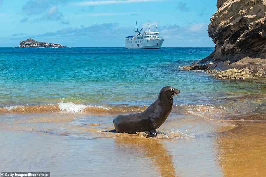A sea lion in the Galapagos. Head on Silver Origin’s Galapagos Islands Adventure to explore the wildlife of the isles