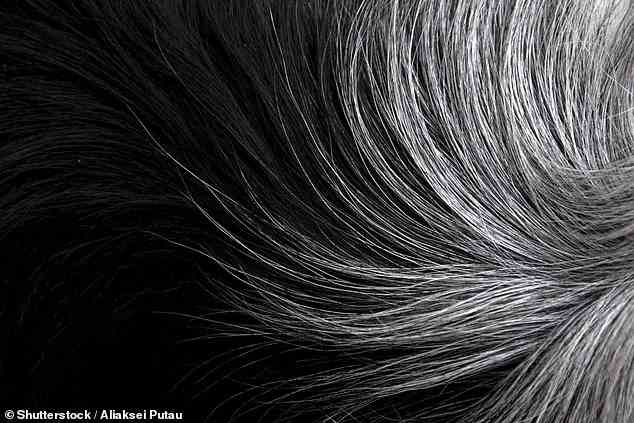 Die Ergebnisse deuten darauf hin, dass Haarproben ein nützliches Instrument zur Überwachung des Wohlergehens von Hunden sein könnten, so die Forscher (Archivbild).
