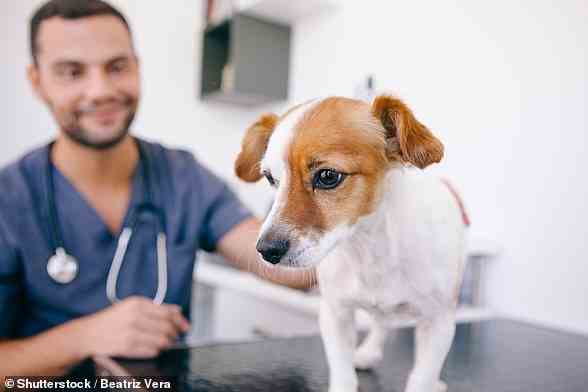 Ein Besuch beim Tierarzt macht keinem Hundebesitzer viel Spaß, und jetzt hat eine neue Studie bestätigt, dass auch Hunde den Tierarztbesuch hassen (Archivbild)