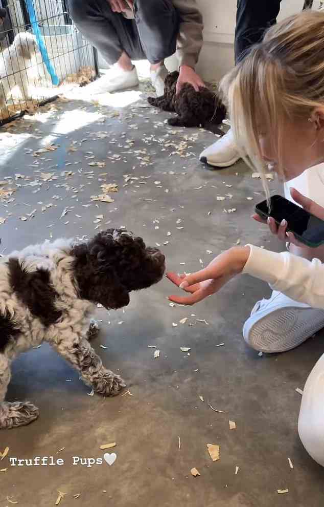 The mom sat next to their boys in white sweats as she happily pet the Lagotto Romagnolo puppies. The dog breed from Northern Italy has been used to hunt truffles for centuries
