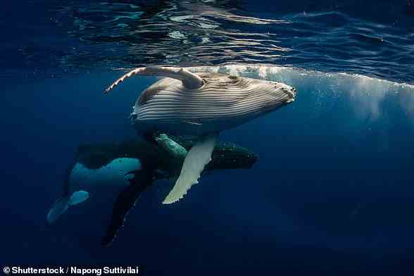 Buckelwale leben in Ozeanen auf der ganzen Welt.  Sie legen jedes Jahr unglaubliche Entfernungen zurück und haben eine der längsten Wanderungen aller Säugetiere auf dem Planeten