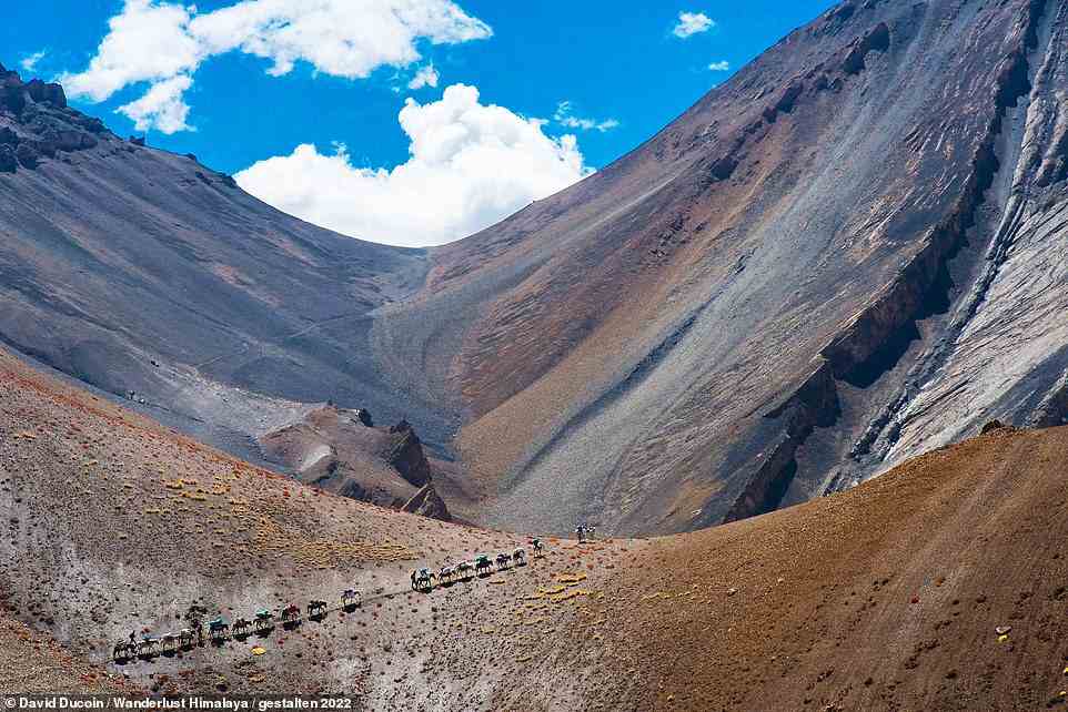 This stunning image shows horses being led along the route of the Phugtal Monastery Trek in India, which takes hikers to the 'picturesque' Phugtal Monastery, 3,902m (12,803ft) up in Zanskar, which Honan describes as 'the hidden kingdom of the Indian Himalaya'. He explains: 'Surrounded by impassable mountains and snowed in for more than six months a year, for centuries it was bypassed by all of the major trade routes across Asia. This geographic isolation, combined with its Tibetan roots, led Zanskar to become a haven of Buddhist culture. Phugtal was founded in the 15th century and is only accessible on foot. All supplies are brought in by horses, donkeys, or locals residents with strong backs and sturdy legs'