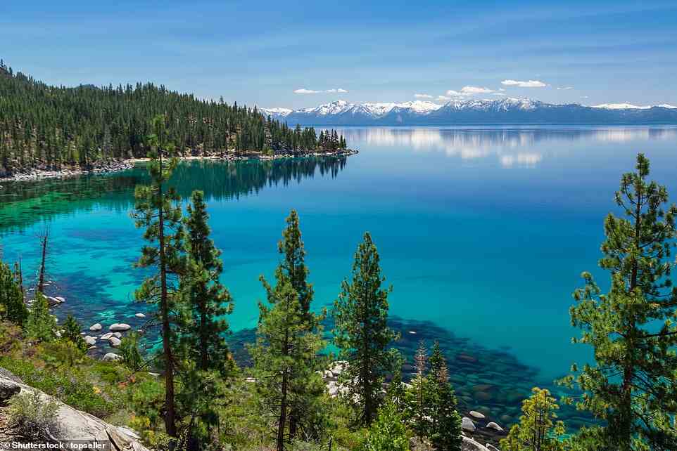 Lake Tahoe, in den Bergen der Sierra Nevada gelegen, an der Grenze zwischen Kalifornien und Nevada, ist die Heimat von schätzungsweise 15.000 Schwarzbären.  In Kalifornien gibt es zwischen 25.000 und 35.000 schwarze Arten