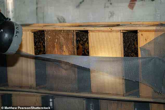Eine Taschenlampe leuchtet auf, während ein Imker den Zustand der gestrandeten Bienen untersucht.  Die überwiegende Mehrheit der Bienen starb in der Hitze, aber mehrere Tausend wurden gerettet