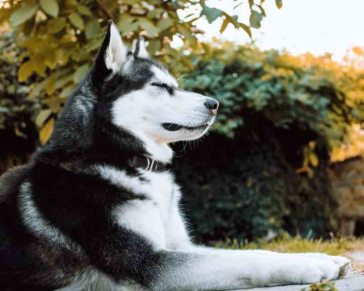 Einige Hunderassen zeigen Tendenzen zu bestimmten Verhaltensweisen, wie Huskies und Heulen.