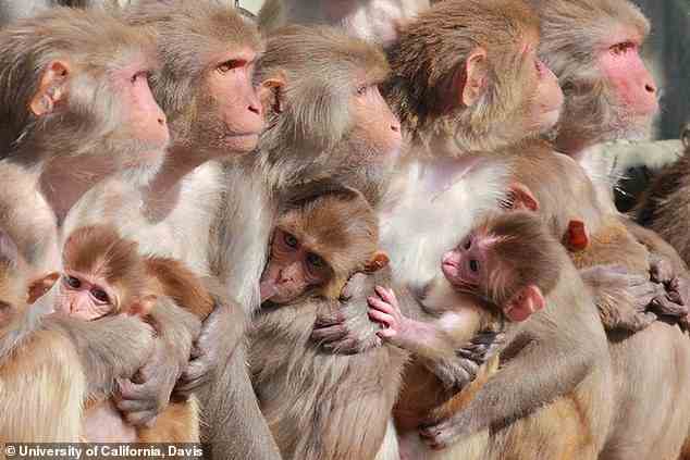 Forscher der University of California, Davis, fanden heraus, dass Affenbabys, die gezeugt wurden, während ihre Mütter Rauch von Waldbränden ausgesetzt waren, Verhaltensänderungen zeigten – einschließlich Problemen mit ihrem Gedächtnis