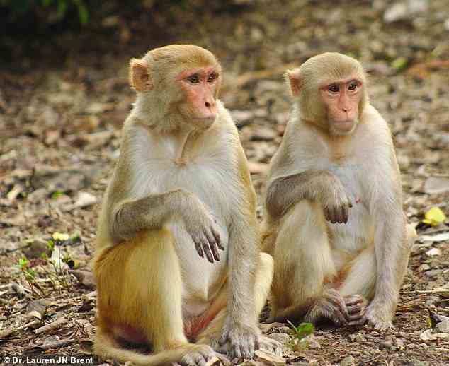 Die Größe von Affengehirnen wird durch soziale Interaktionen beeinflusst, wie eine neue Studie ergab, dass das Finden von mehr Freunden in einer Gruppe zu größeren sozialen Regionen im Gehirn führt