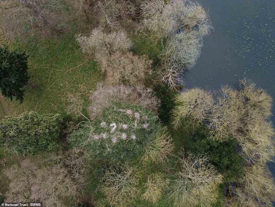 Atemberaubende Luftbilder haben 11 Reihernester enthüllt, die 100 Fuß hoch in den Baumwipfeln eines Herrenhauses aus dem 17. Jahrhundert thronten.  Es ist das erste Mal, dass eine Drohne für die jährliche Volkszählung des British Trust for Ornithology (BTO) eingesetzt wird