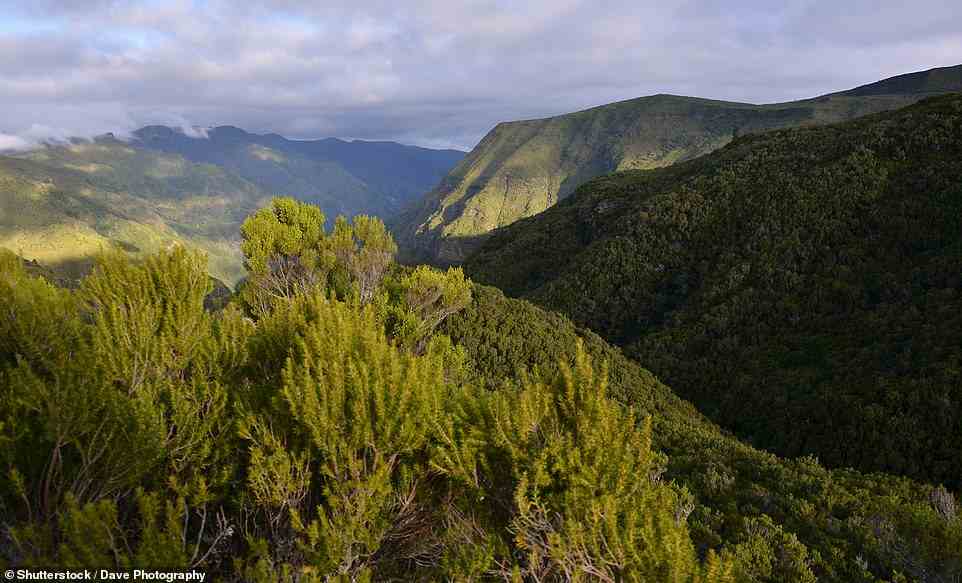 In den Wald: Oben ist der Blick von der Levada do Risco-Wanderroute, auf der Nigel auf Madeira wandert