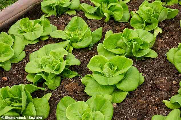 Forscher der Universitat Politècnica de València testeten organische Salat- und Spinatproben und stellten fest, dass einige schädliche Bakterien wie Pseudomonas, Salmonella und Helicobacter enthielten (Stockbild)