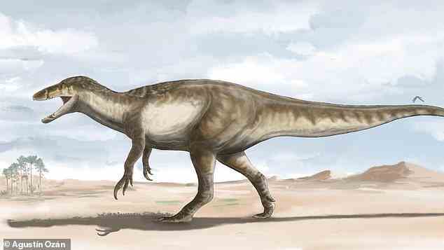 Wissenschaftler haben die Überreste einer neuen Megaraptor-Art entdeckt, die 33 Fuß lang war und fünf Tonnen wog, als sie vor 70 Millionen Jahren die Wälder Argentiniens durchstreifte