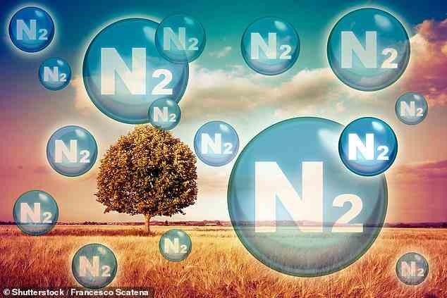 Stickstoff macht 79 Prozent der Erdatmosphäre aus und ist ein wesentliches Element in Proteinen.  Daher ist seine Verfügbarkeit entscheidend für das Wachstum von Pflanzen und den Tieren, die sie fressen