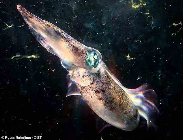 Forscher der Okinawa Institute of Science and Technology Graduate University entdeckten eine Art ovaler Tintenfische, die ihre Farbe änderten, um sich an ihren Hintergrund anzupassen, wenn sie spürten, dass ein Raubtier in der Nähe sein könnte