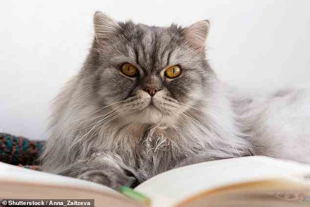 Eine Studie japanischer Forscher hat ergeben, dass Katzen die Namen der anderen und „möglicherweise“ die ihrer Besitzer kennen (Archivbild)