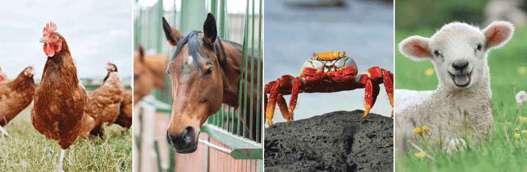 side-by-side photos of chickens, a horse, a crab and a lamb