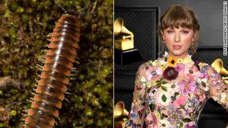 Taylor Swift inspirierte einen Entomologen dazu, eine neue Tausendfüßlerart nach dem Megastar zu benennen