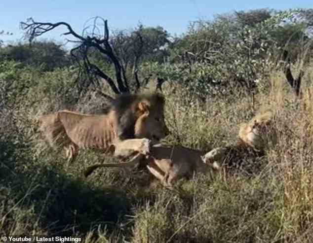 Dramatische Aufnahmen zeigten einen männlichen Löwen, der sich im Dinokeng Game Reserve in Südafrika auf einen schlafenden Rivalen stürzte, bevor er in einen Kampf verwickelt wurde