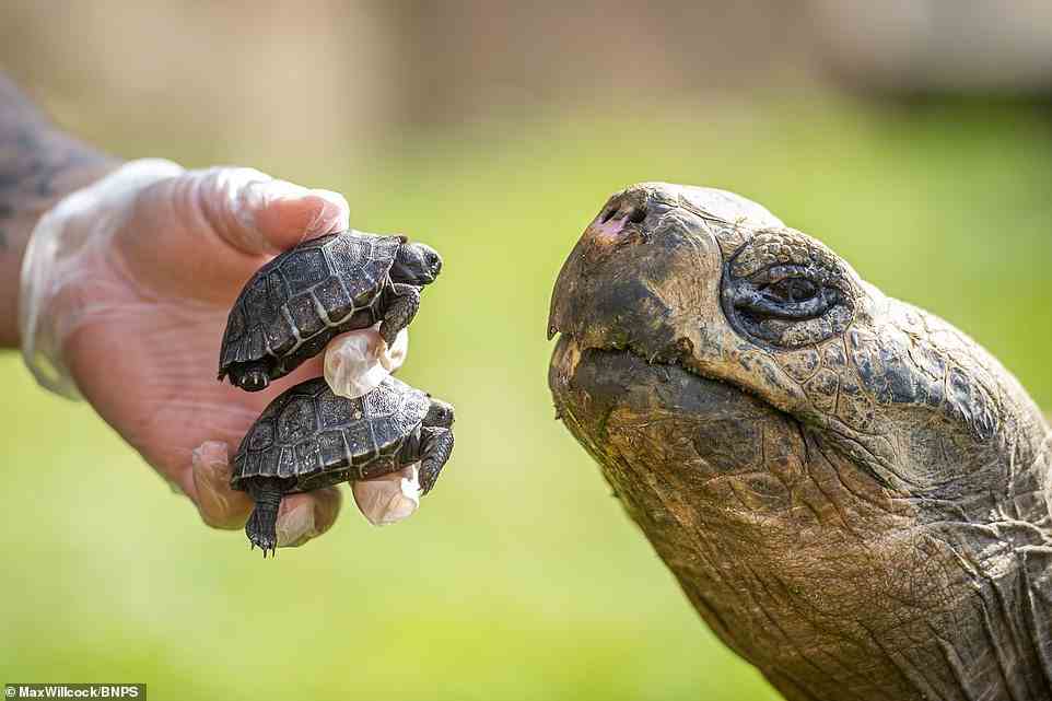Zwei entzückende Galapagos-Riesenschildkröten wurden zum ersten Mal in einem britischen Zoo geboren, was einen wichtigen Meilenstein für die Zucht dieser vom Aussterben bedrohten Art darstellt
