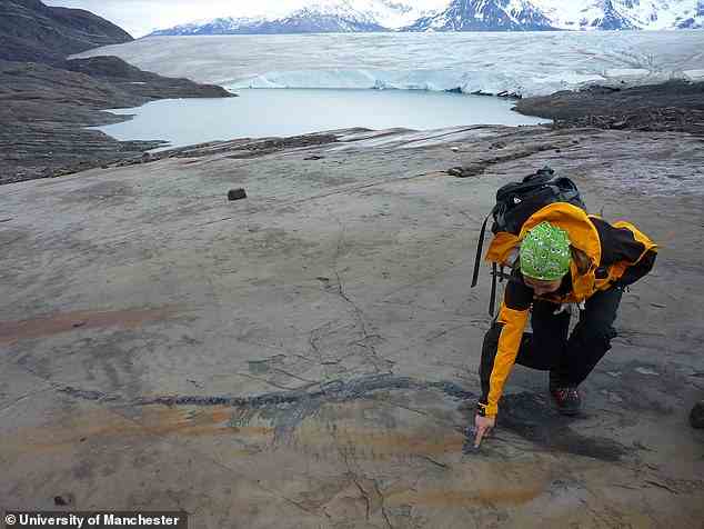 Die Überreste der Kreatur, die Forscher der University of Manchester Fiona genannt haben, wurden in einem schmelzenden Gletscher tief in Patagonien ausgegraben