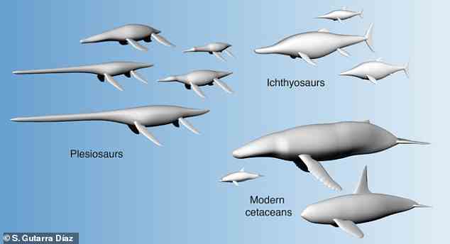 Abgebildet sind 3D-Modelle aquatischer Tetrapoden, einschließlich der ausgestorbenen Plesiosaurier und der Ichthyosaurier