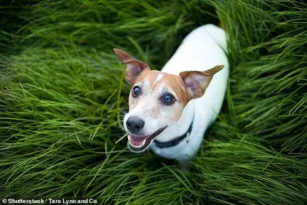 Jack Russell Terrier (im Bild) hatten mit 12,7 Jahren die höchste Lebenserwartung ab dem 0. Lebensjahr, gefolgt von Border Collies (12,1 Jahre) und Springer Spaniels (11,92 Jahre).