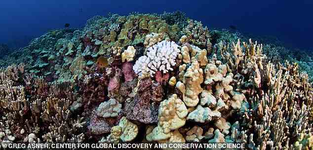 Frühere Studien haben gezeigt, dass Korallen bei zu warmem Wasser die in ihrem Gewebe lebenden Algen ausstoßen und vollständig weiß werden – ein Prozess, der als Korallenbleiche bekannt ist