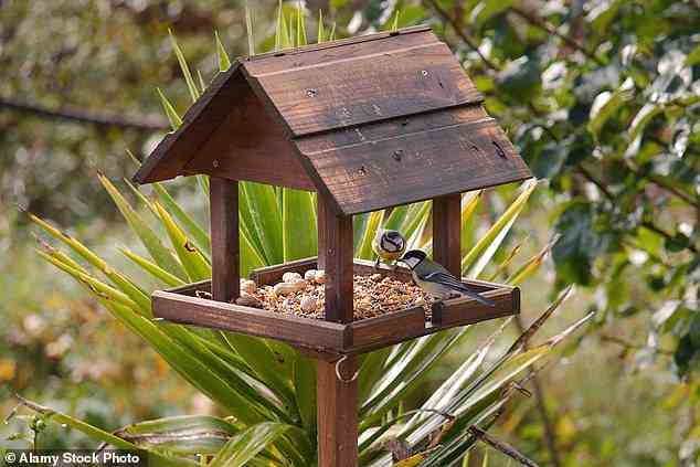 Die Wohltätigkeitsorganisation rät, Nistkästen oder -becher aufzustellen oder „Schlammkuchen“ für Zugvögel in Ihrem Garten zu lassen