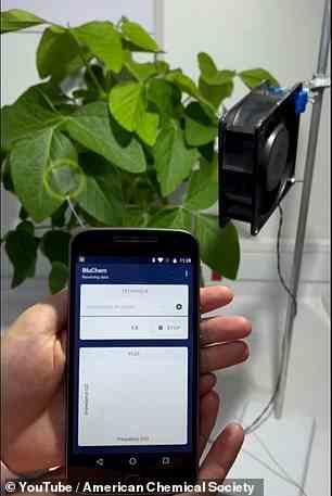 Der tragbare Pflanzensensor überträgt Daten drahtlos an eine Smartphone-App und ermöglicht so die Fernverwaltung von Trockenstress in Gärten und Feldfrüchten