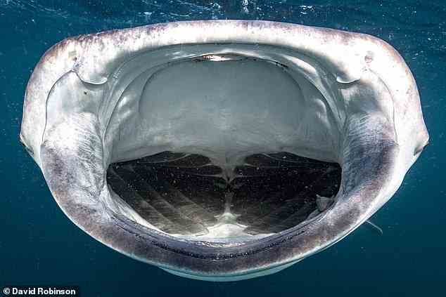 Walhaie sind sich langsam bewegende Ozeanriesen, die sich von mikroskopisch kleinen Tieren namens Zooplankton ernähren