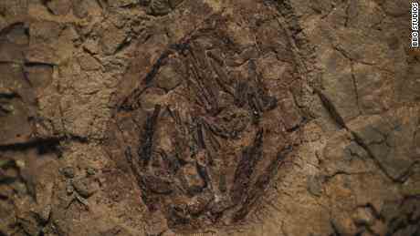 Das in Tanis entdeckte Flugsaurierei ist das einzige, das in Nordamerika gefunden wurde.