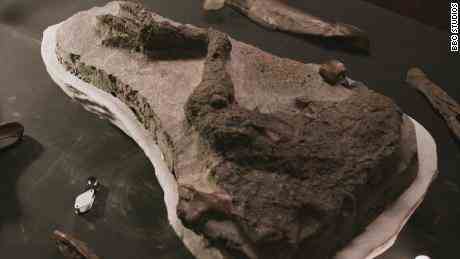 Das Thescelosaurus-Beinfossil nach der Ausgrabung.