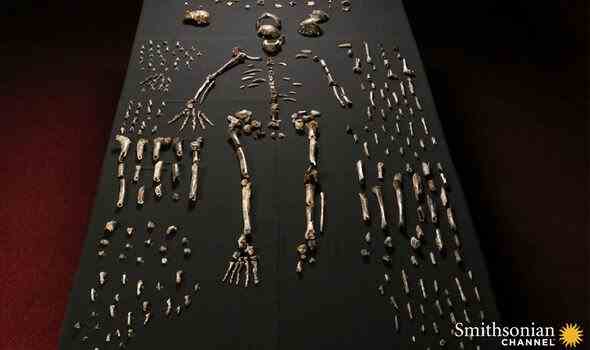 Homo naledi: Die Art in ihrer Gesamtheit angelegt 