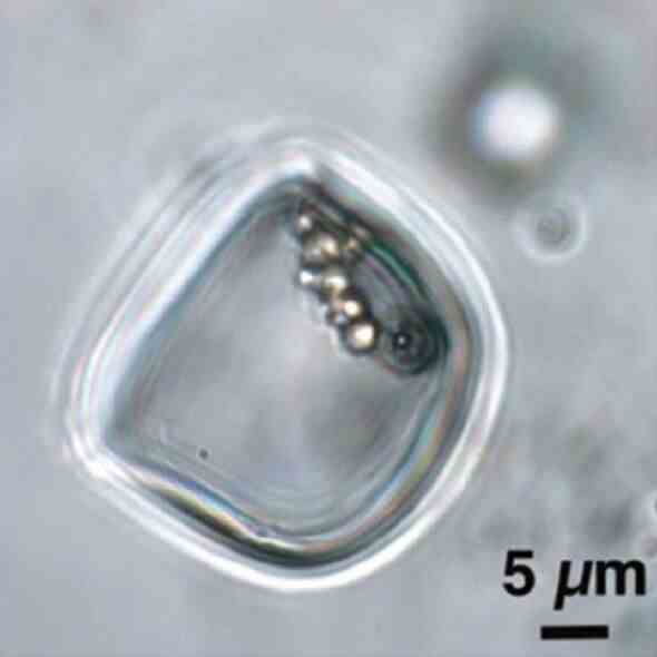 Eine Kette von Algenzellen in einem Flüssigkeitseinschluss
