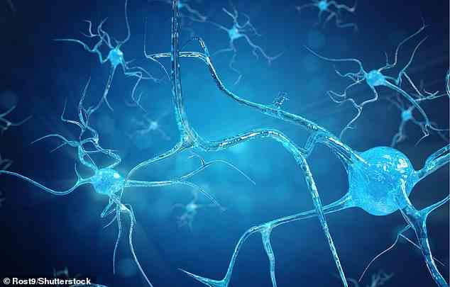 Neuronen, auch Nervenzellen genannt, sind hochgradig erregbare Zellen, die über elektrische Signale Informationen an Teile des Körpers weiterleiten (künstlerische Darstellung)