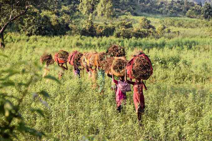 ein Foto von Bäuerinnen, die in einer Reihe durch ein Feld mit hohen Pflanzen gehen, sie alle haben große Bündel Chiraita-Ernte auf dem Kopf balanciert